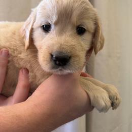 Ginger - Golden female Golden Retriever puppy in Mc Neal, Arizona from K&N Golden Retriever Companion