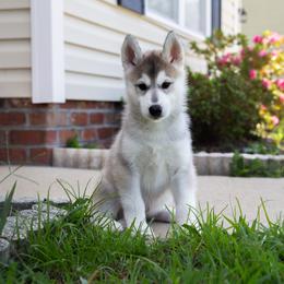 Nosk - Gray and white male Siberian Husky puppy in Greenville, North Carolina from Ivie Huskies