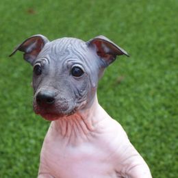 American Hairless Terriers from Strider’s American Hairless Terriers