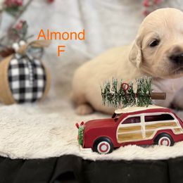 Almond - Light golden female Golden Retriever puppy in Salt Lake City, Utah from Soaring golden retrievers