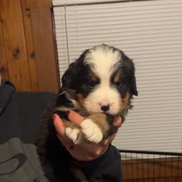 Green - Black rust and white male Bernese Mountain Dog puppy in North Grove, Indiana from J&F Country Canines