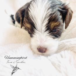 Yorkshire Terrier Puppies from Hummingbird Farm & Gardens