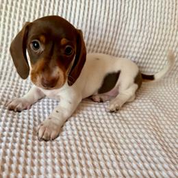 Poppy - Piebald female Dachshund puppy in Mountain Home, Arkansas from The Teacup Homestead Miniature Dachshunds
