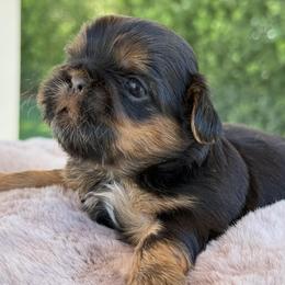 Girl 2 - Black and tan female Shih Tzu puppy in Calimesa, California from Little Mountain’s Shih Tzus