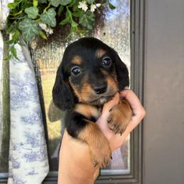 Prince Charming - Black and tan male Dachshund puppy in Nacogdoches, Texas from Heavenly Dachshunds