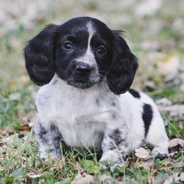 Dachshund Puppies from Tygart Creek Dachshunds
