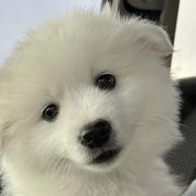 American Eskimo Dogs from Mauzey Eskies