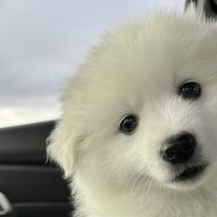 American Eskimo Dogs from Mauzey Eskies