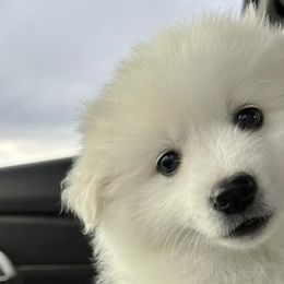 American Eskimo Dogs from Mauzey Eskies