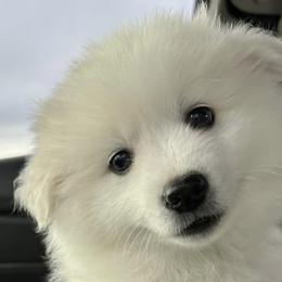 American Eskimo Dogs from Mauzey Eskies