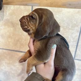 Black girl - Liver and tan female Bloodhound puppy in Conway, Missouri from Ozark Mountain Kennel