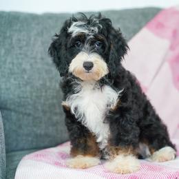 Oregon - Tri-color female Bernedoodle puppy in Dundee, Ohio from Down Home Doodle