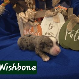 Wishbone - Blue merle male Toy Australian Shepherd puppy in Forney, Texas from Texas Talent Toy Aussie's