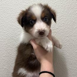 Clover - Red tri-color female Australian Shepherd puppy in Weeki Wachee, Florida from Ace of Spades Australian Shepherds