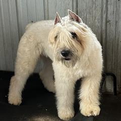 Sozo - Bouvier des Flandres