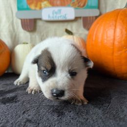 Rallie - Red speckled female Australian Cattle Dog puppy in Cottage Grove, Oregon from Heirloom Ranch