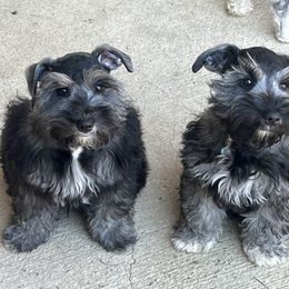 Miniature Schnauzer Puppies from Sugarbaby Kennel