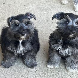 Miniature Schnauzer Puppies from Sugarbaby Kennel