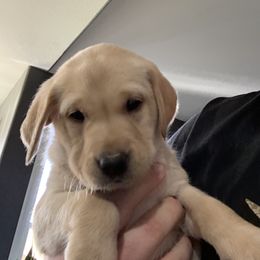 Labrador Retriever Puppies from County Line Gun Dogs