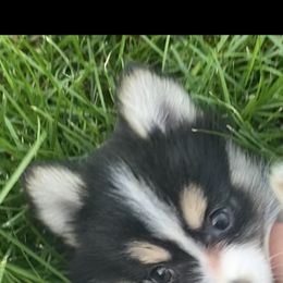 Pomsky Puppies from Rustic Pomskies