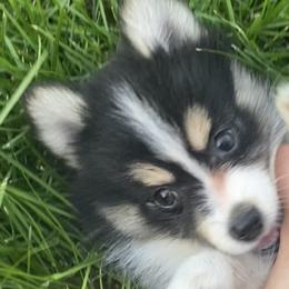 Pomsky Puppies from Rustic Pomskies