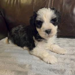Duke - Parti male Miniature Schnauzer puppy in Graham, Washington from Kristy's French Bulldogs & Mini Schnauzers