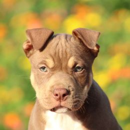 Boomer - Liver male American Pit Bull Terrier puppy in Macon, Georgia from Mythos K9s
