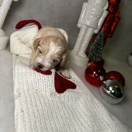 Poodle and Schnoodle Puppies from Bred by Brennen