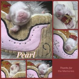 Pearl - Liver and white female Shih Tzu puppy in Coolidge, Arizona from Shih Tzu’s  ‘N’ Love