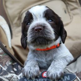 English Springer Spaniel Puppies from White Pine Springer Spaniels