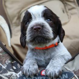 English Springer Spaniel Puppies from White Pine Springer Spaniels
