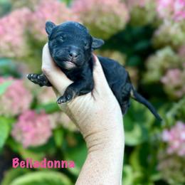 Girl 3 - Phantom female Bernedoodle puppy in Midland, Michigan from Northern Charm Farm