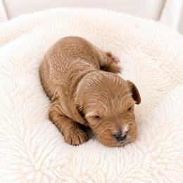 Mary - Red female Cavapoo puppy in Ephrata, Washington from Mustard Seed Cava Co.