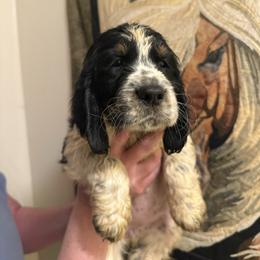 Everest (Ever) - Black white and tan female English Springer Spaniel puppy in Huntingdon, Pennsylvania from Indian Creek Springers and Doxies