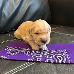 Purple - Golden female Golden Retriever puppy in Lake City, Minnesota from Windcliff Goldens