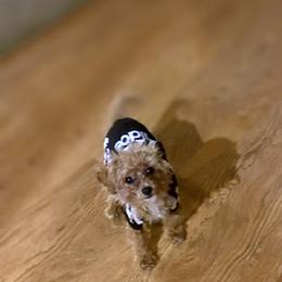 Tazz - Apricot male Poodle puppy in Utica, Ohio from Poodle Me Crazy
