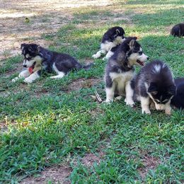 Alaskan Husky Puppies from Mawlawi Huskies