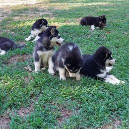 Alaskan Husky Puppies from Mawlawi Huskies