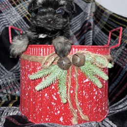 Girl 3 - Havanese puppy in Belleville, Arkansas from Hippiehavs