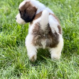 Saint Berdoodle Puppies from Whisky Paws Saint Berdoddles and Poodle Pups