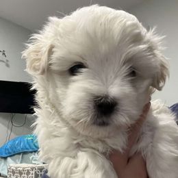 Boy 1 - Coton de Tulear puppy from Classy Cotons