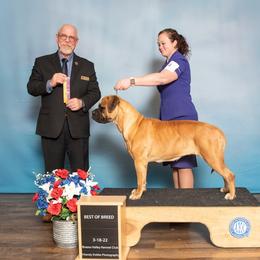 Zoe - Bullmastiff