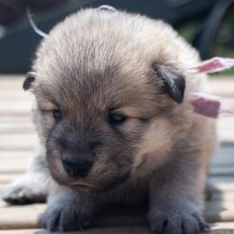 Barb - Purple Collar - Fawn female Eurasier puppy in Lakewood, Ohio from Exquisite Eurasier