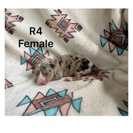 R4 - Blue merle female Border Collie puppy in Milton, Pennsylvania from C&C Border Collies