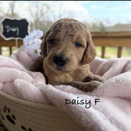 Daisy - Apricot female Poodle puppy in Greenwich, New York from MizzElle’s Standard Poodles