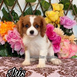 Iris - Blenheim female Cavalier King Charles Spaniel puppy in Hollywood, Florida from World Class Cavaliers