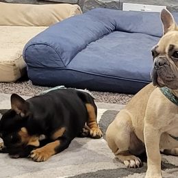 French Bulldogs, Miniature Schnauzers, and Rottweilers from Mystique Kennel
