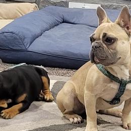 French Bulldogs, Miniature Schnauzers, and Rottweilers from Mystique Kennel