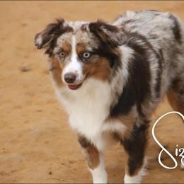 Sizzle - Toy Australian Shepherd