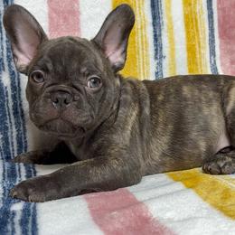 French Bulldog Puppies from South Texas Frenchies